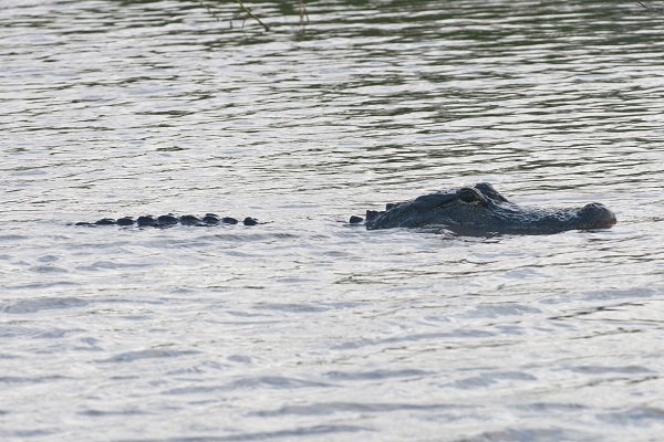 Brazoria National Wildlife Refuge Alligator