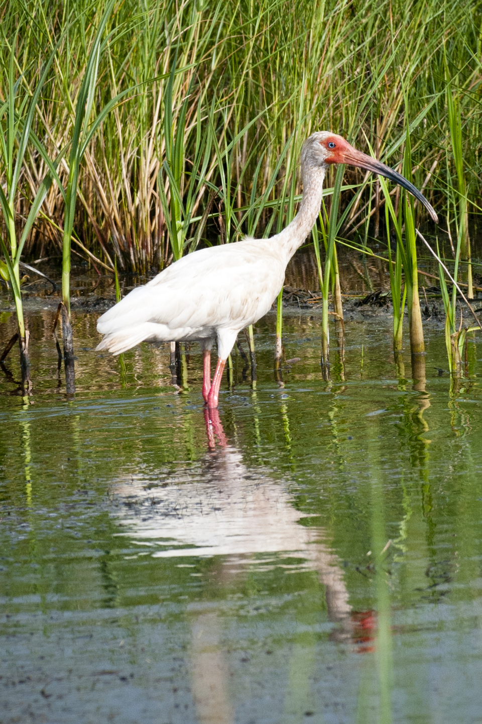 Brazoria National Wildlife Refuge Bird