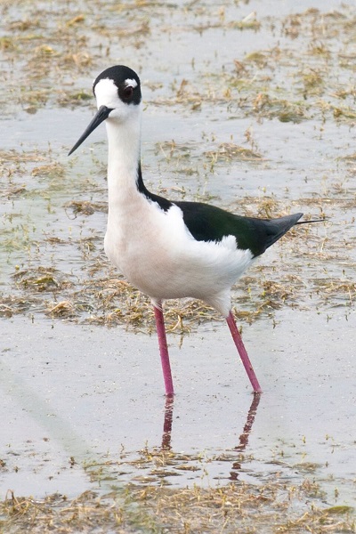 Brazoria National Wildlife Refuge outside of Freeport Birding