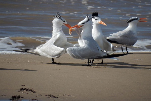 Surfside Beach nesting terns