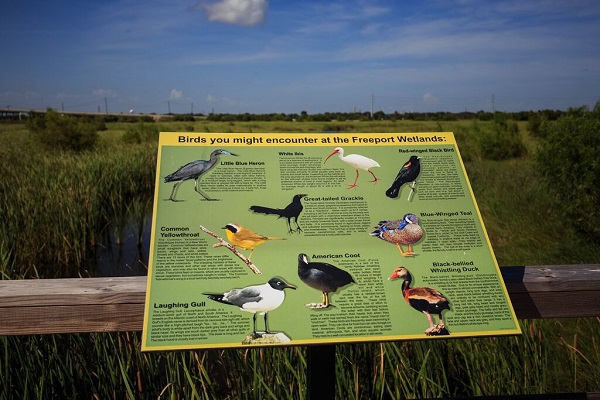 Freeport Wetlands Trail Birds