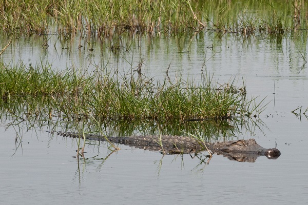 San Bernard National Wildlife Refuge Alligator