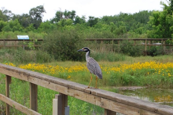 Sea Center Birding Boardwalk