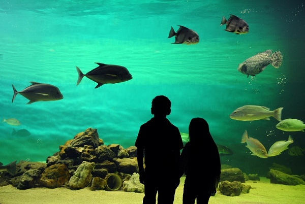 Sea Center Texas Aquarium in Lake Jackson
