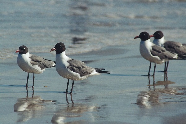 Surfside Beach Birding