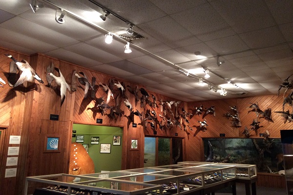 Brazosport Museum of Natural Science Wildlife Exhibit in Clute
