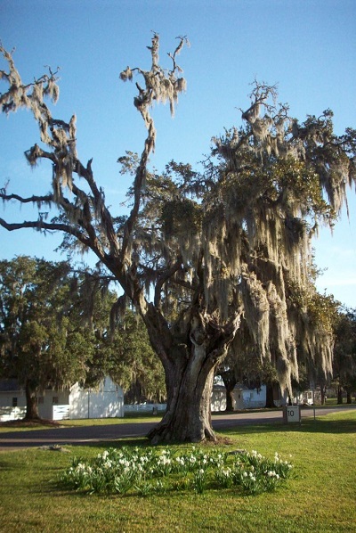 Varner Hogg Plantation Grounds