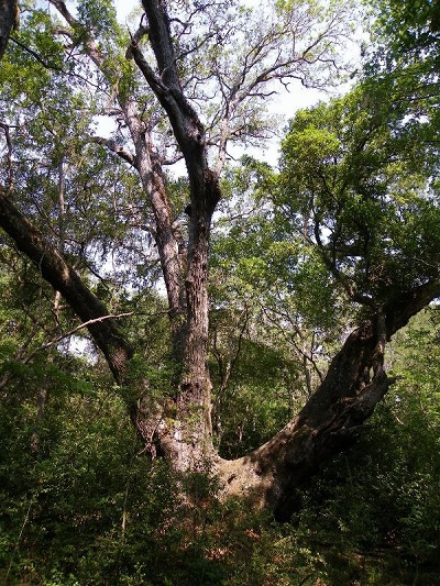 San Bernard Oak Tree