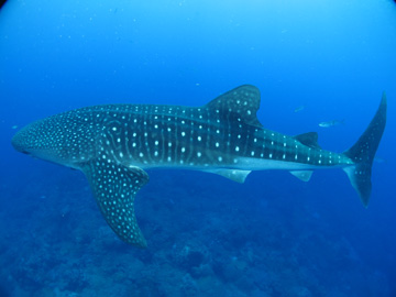 Flower Gardens NMS Whale Shark