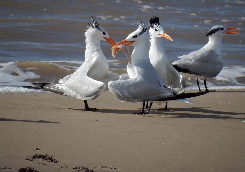 Bluewater Highway Birding Tour